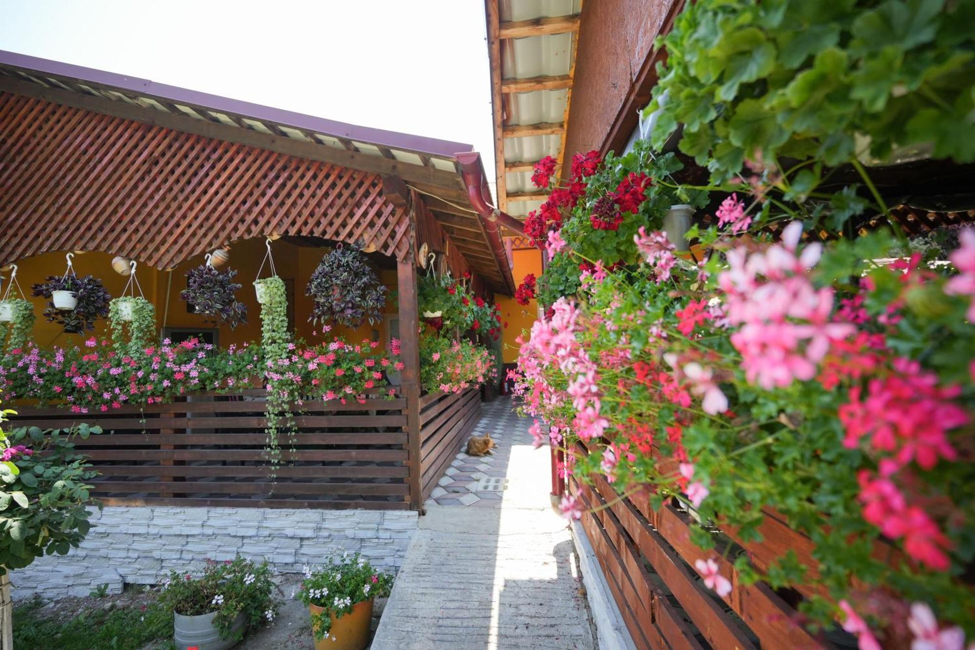 Ferienwohnung Casa Ion Horezu Exterior foto